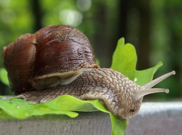 Wie man mit Schnecken umgeht? Merkmale und beste Möglichkeiten, um mit Schnecken und Schnecken umzugehen 02