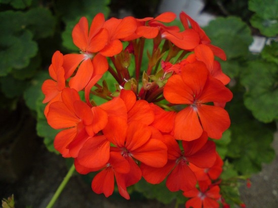 Pelargonium und Geran: Der Unterschied zwischen Pflanzen. Wie man diese Blumen wächst? 03