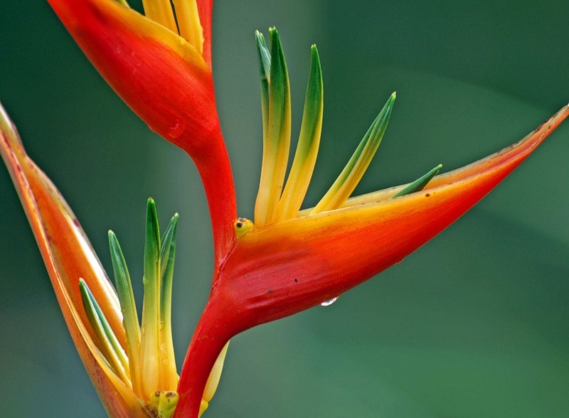 Färbung Heliconia 01