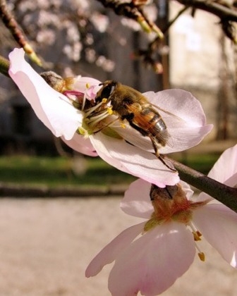 Frühling - der Beginn der Veränderung zum Besseren 02