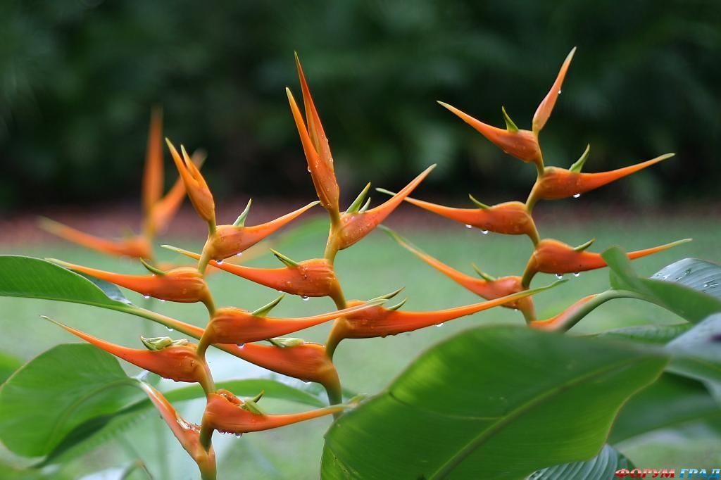 Färbung Heliconia 02