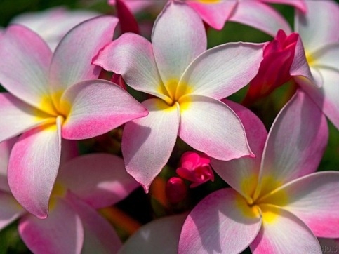 Plumeria (Frangipani) zu Hause 01