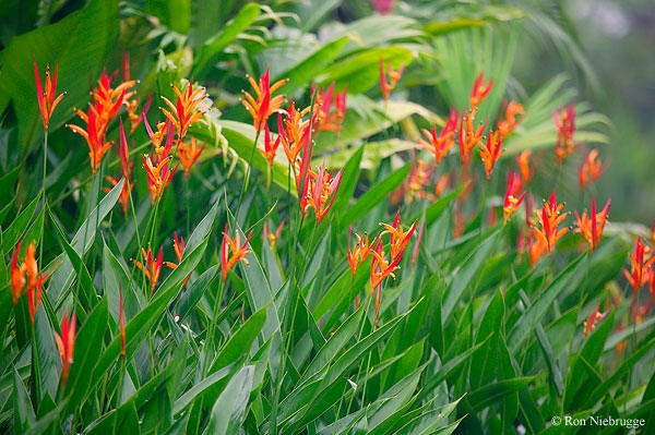 Färbung Heliconia 03