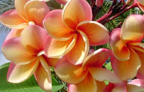 Plumeria (Frangipani) zu Hause 02