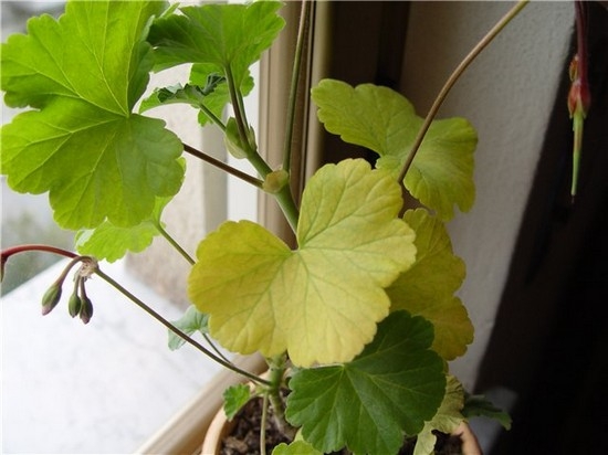 Warum gelbe Blätter in Geranium und trocken? So speichern Sie eine Raumanlage? 01