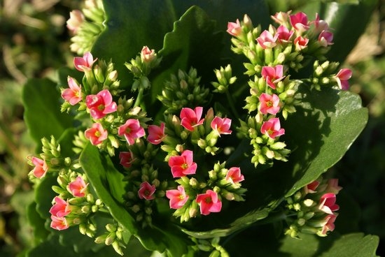 Warum blüht Calanchoe nicht, was ich dagegen tun soll?? 02