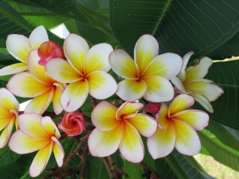 Plumeria (Frangipani) zu Hause 03