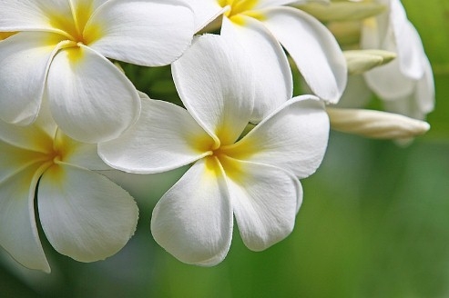 Plumeria (Frangipani) zu Hause 04