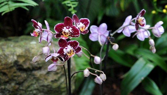 Warum orchidee gelb verlässt? Was tun, was zu tun ist, wenn während der Blüte gelbem Boden und anderen Blättern wird? 03