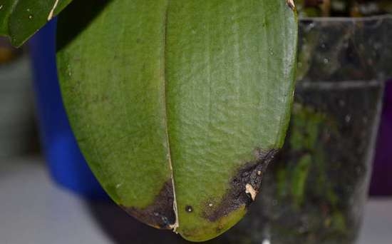 Warum orchidee gelb verlässt? Was tun, was zu tun ist, wenn während der Blüte gelbem Boden und anderen Blättern wird? 04