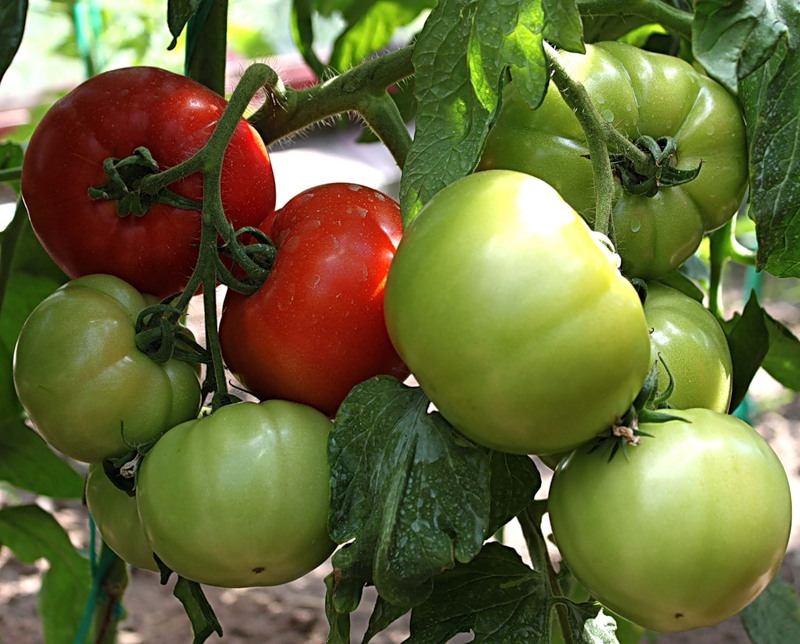 Landetomate im Gewächshaus 02