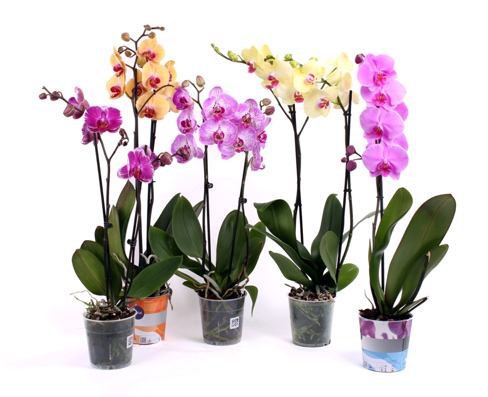 Reproduktion von Orchideen-Phalaenopsis zu Hause Coloros, Cutts und Kids 01