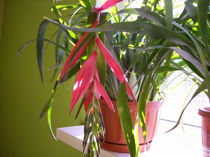 Bilbergia 04