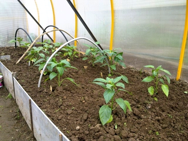 Wie man Auberginen an Sämlinge pflanzen? Termine der Landung Aubergine an Sämlings 02