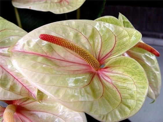 Anthurium: Home Care 03