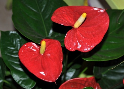 Anthurium: Gelbe Blätter. Warum und was zu tun?? 03