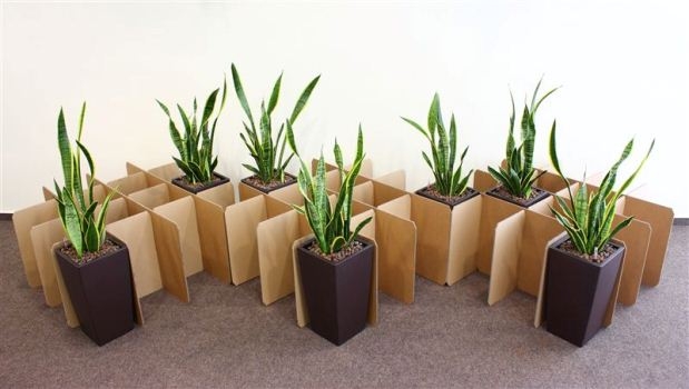 Sansevieria: Home Care. Arten von Pflanzen mit Fotos 02