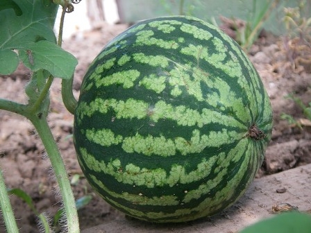 Wachsende Wassermelonen auf der mittleren Spur im offenen Boden (im Land) 03