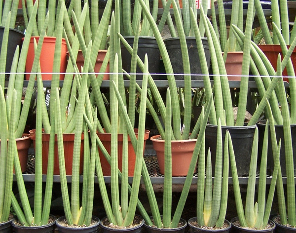 Sansevieria: Home Care. Arten von Pflanzen mit Fotos 03