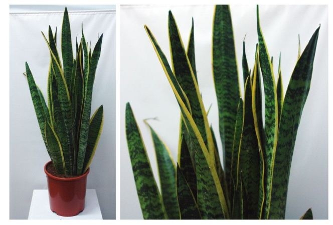 Sansevieria: Home Care. Arten von Pflanzen mit Fotos 04