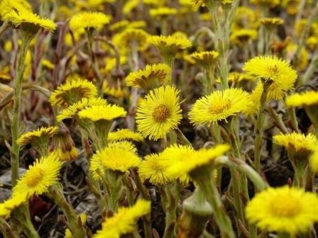 Coltsfoot Medicinal: Eigenschaften, Rezepte und Kosmetika 02