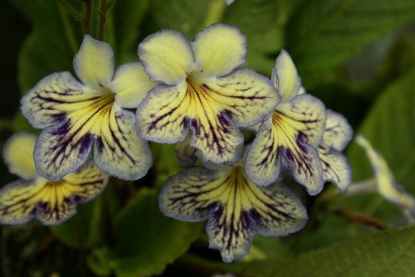 Streptocarpus: Home Care? Welche Krankheiten befinden sich in Streptokarpus? 01