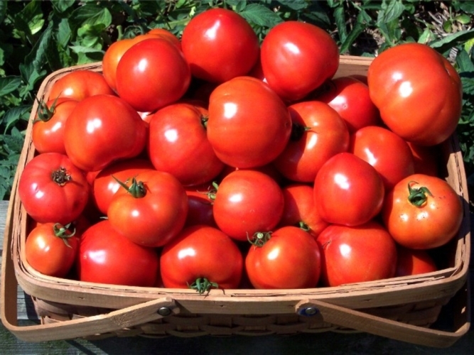 Wie viele Kalorien in der Tomate? Nützliche Eigenschaften von Tomaten und deren Verwendung beim Kochen und Kosmetik 01