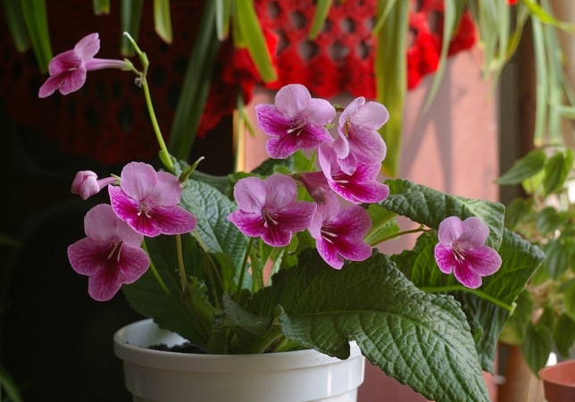 Streptocarpus: Home Care? Welche Krankheiten befinden sich in Streptokarpus? 02