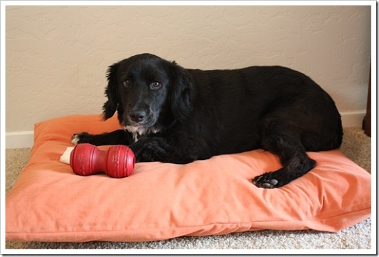 Lenhing für den Hund Tun Sie es selbst: Meisterkurse mit Schritt-für-Schritt-Fotos 20