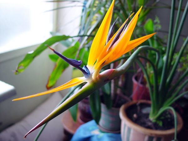 Strelitzia: Häuserpflege und Kultivierung von Samen 02