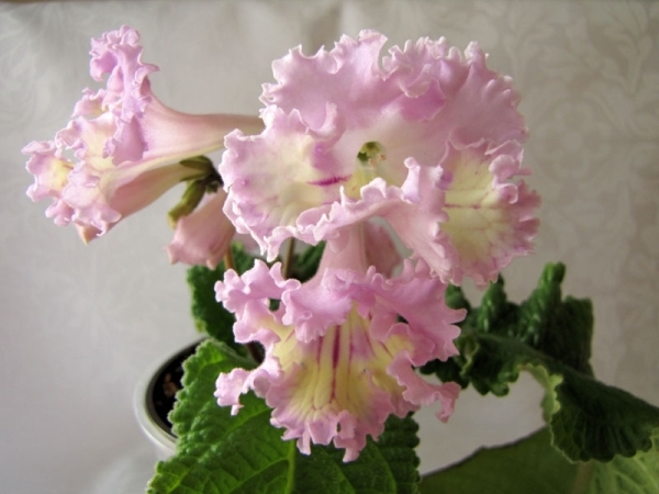 Streptocarpus: Home Care? Welche Krankheiten befinden sich in Streptokarpus? 03