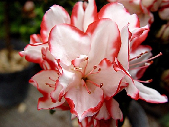 Hippeastrum: Beschreibung, Wachstum, Landung und Pflege 04