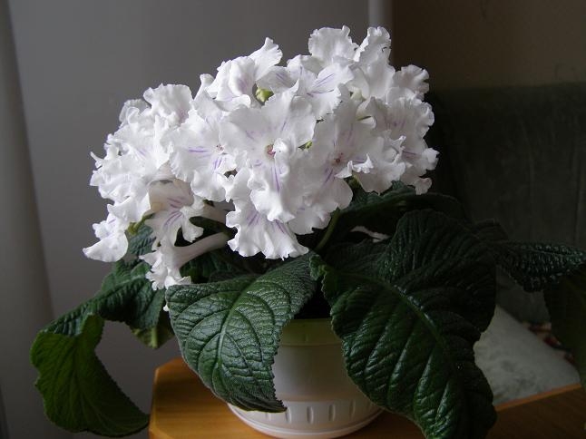 Streptocarpus: Home Care? Welche Krankheiten befinden sich in Streptokarpus? 04