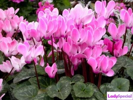 Cyclamen aus Samen 01