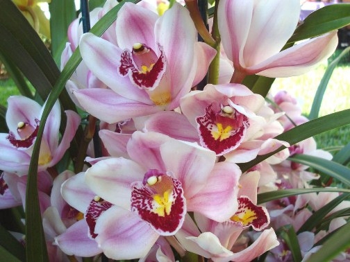 Cymbidium: Home Care 01