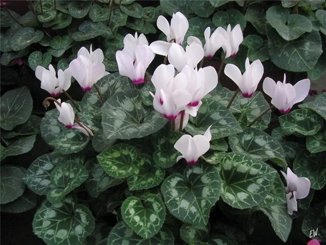 Cyclamen: Home Care. Wie kümmere ich mich um Cyclamen?? 01