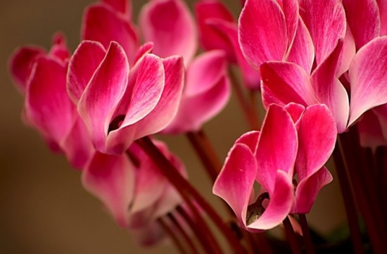 Cyclamen: Home Care. Wie kümmere ich mich um Cyclamen?? 02