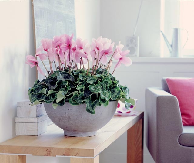 Cyclamen: Home Care. Wie kümmere ich mich um Cyclamen?? 03