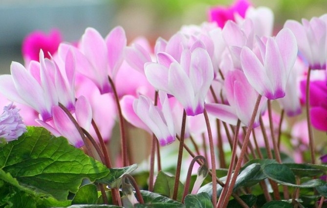 Cyclamen: Home Care. Wie kümmere ich mich um Cyclamen?? 04