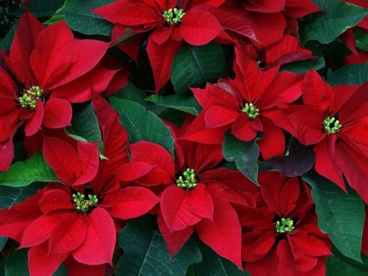 Blumenweihnachtsstern (Poinsettia): Wie kümmere ich mich?? 01