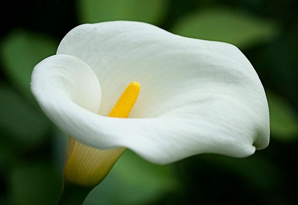 Calla Flower: Home Care 01