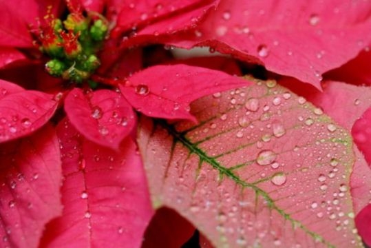 Blumenweihnachtsstern (Poinsettia): Wie kümmere ich mich?? 02