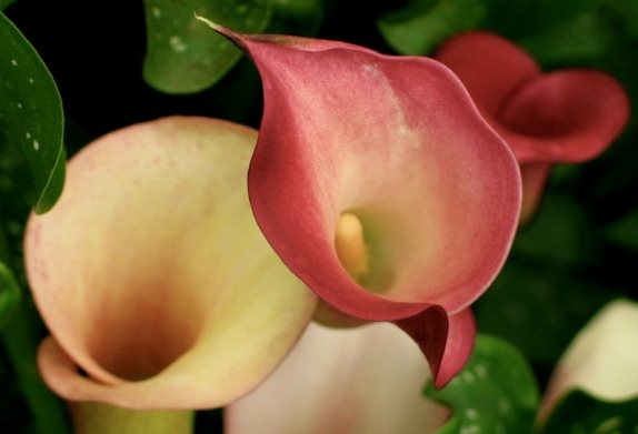 Calla Flower: Home Care 02