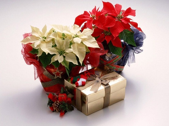 Blumenweihnachtsstern (Poinsettia): Wie kümmere ich mich?? 04