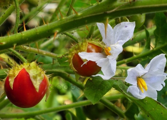 Solan-Blume (Salz): Wie kümmere ich mich?? 05