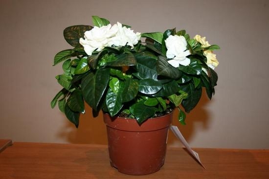 Gardenia Jasmin: Pflege zu Hause 01