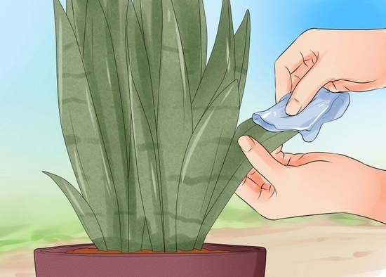 Tech-Blumensprache (Sansevieria): Reproduktion und Pflege zu Hause 03