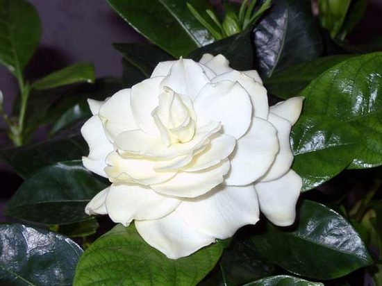 Gardenia Jasmin: Pflege zu Hause 02