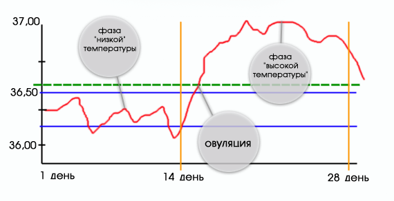 Basaltemperatur beim Eisprung 03