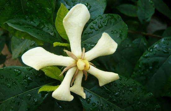 Gardenia Jasmin: Pflege zu Hause 04